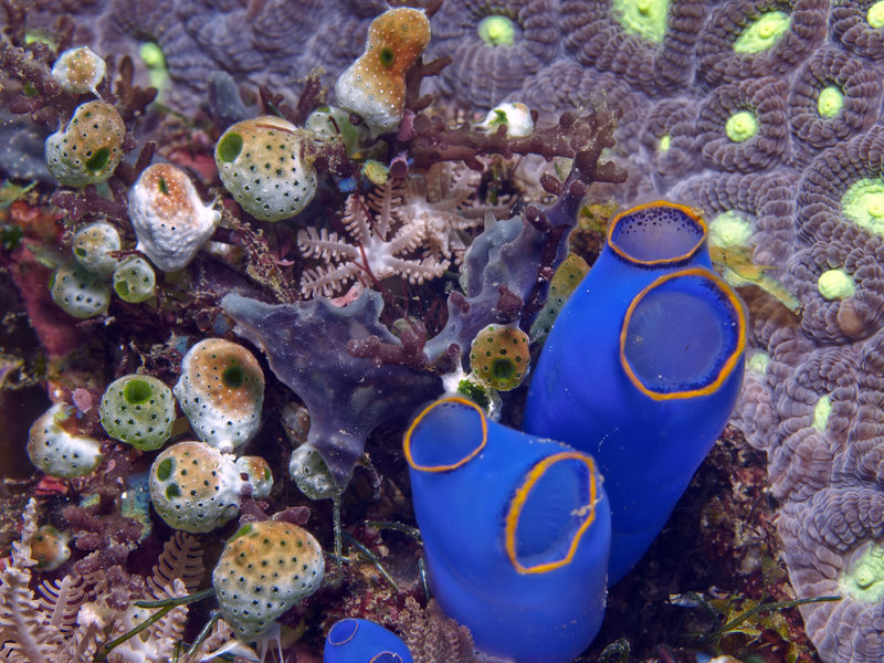 Alma Jane, Polyp